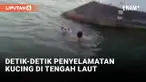 Aksi Penyelamatan Kucing di Laut
