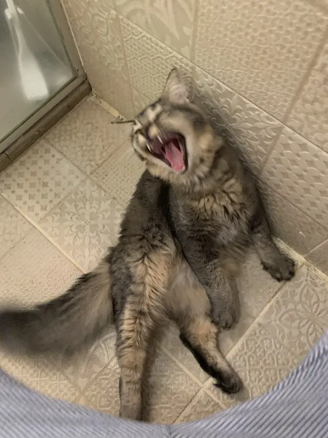 Viral Curhatan Sertifikat Sarjana Pria Ini Dimakan Kucing Peliharaan, Bikin Ikut Sedih