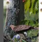 Hewan Langka yang Jadi Inspirasi Lambang Burung Garuda, Elang Jawa Melahirkan di Guuung Halimun Salak.&nbsp; foto: (dok.Instagram @kementerianlhk/https://www.instagram.com/p/C7vfvYuxh6Y/Henry)