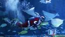 Seorang penyelam yang mengenakan pakaian Sinterklas berenang dalam sebuah acara untuk mempromosikan liburan Natal di Coex Aquarium, Seoul, Korea Selatan, Jumat (3/12/2021). Natal adalah salah satu hari libur terbesar yang dirayakan di Korea Selatan. (AP Photo/Ahn Young-joon)
