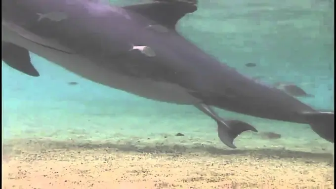 Terekam, Lumba-lumba Betina Ini Jalani Proses Melahirkan