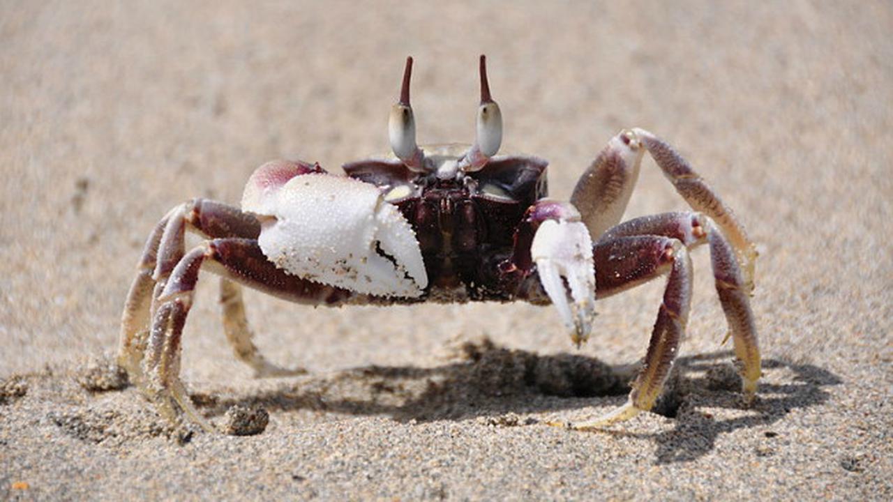 Capitan kepiting (0)