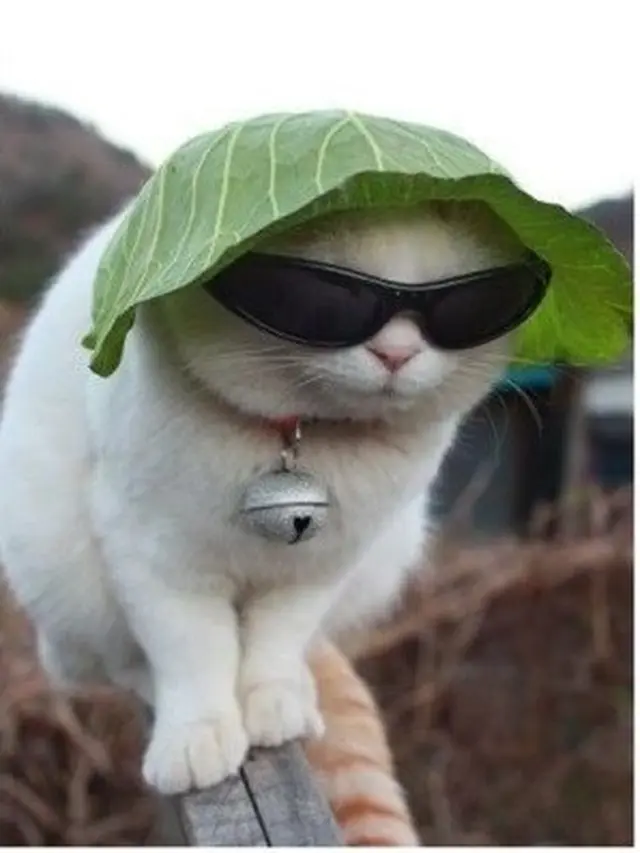 6 Potret Lucu Kucing Saat Pakai Kacamata Ini Gemas Maksimal
