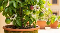 10 Tips Agar Pohon Buah Mini Tidak Mudah Mati di Cuaca Panas, Panduan Lengkap untuk Pekebun Rumahan