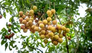 7 Tanda Buah Kelengkeng Sudah Matang di Pohon dan Siap Dipanen