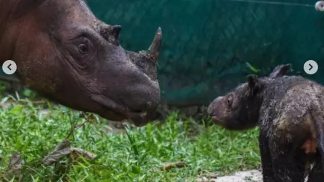 Terancam Punah dan 8 Kali Keguguran, Badak Sumatera Rosa Akhirnya Melahirkan Bayi Betina