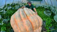 Oliver Langheim menunjukkan labu miliknya di dalam rumah kaca di Fuerstenwalde, Jerman, Kamis (21/9). Labu raksasa ini memiliki bobot sekitar 550 kilogram. (AFP PHOTO / Patrick Pleul)