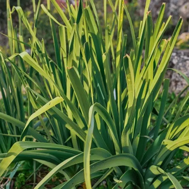 Tanaman Daun Bawang (Photo by ededchechine on Freepik)