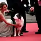 Messi, bintang anjing dari film 'Anatomie d'une Chute' (Anatomy of a Fall) dan pelatih anjing Perancisnya Laura Martin tiba untuk Upacara Pembukaan dan pemutaran film "Le Deuxieme Acte" pada edisi ke-77 dari film tersebut. Festival Film Cannes di Cannes, Prancis selatan, pada 14 Mei 2024. (Dok: LOIC VENANCE / AFP)