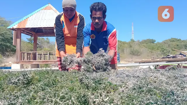 Budidaya Rumput laut