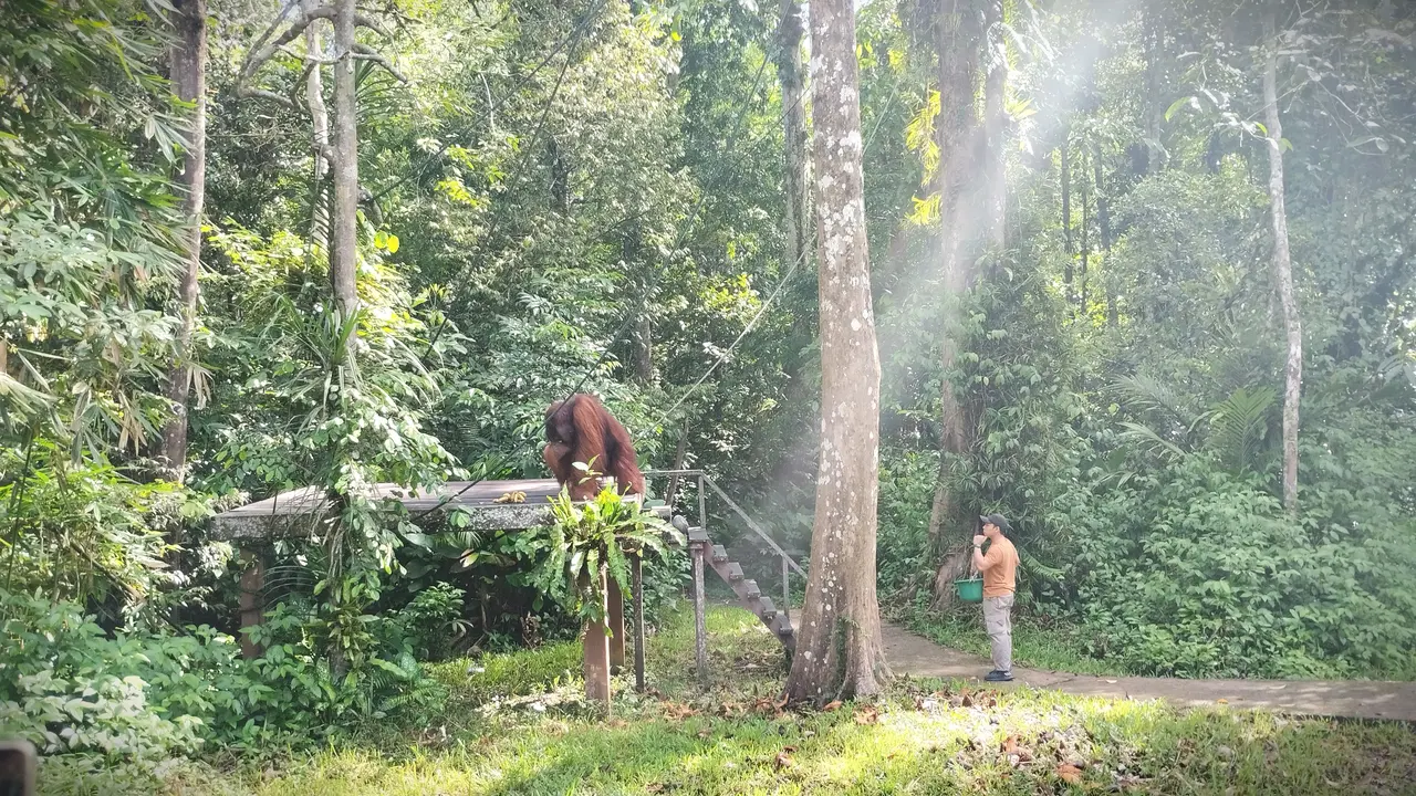 Semenggoh Wildlife Centre di Kota Kuching, Malaysia