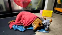 Anjing Ini Setia Tunggu Pemiliknya yang Sudah Wafat, Bikin Haru Seperti Hachiko Jepang
