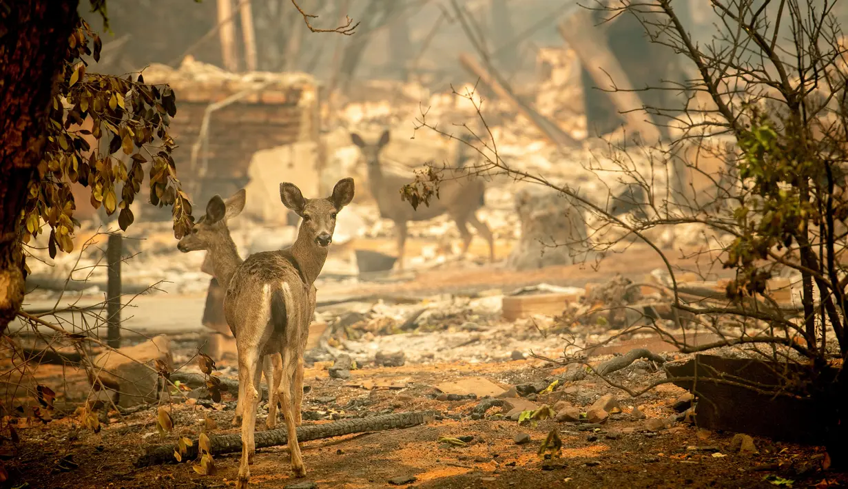 Rusa berjalan melewati sebuah rumah yang hancur usai kebakaran melanda Orrin Lane, Kota Paradise, California, AS, Sabtu (10/11). Kerja keras terus dilakukan untuk menahan laju kobaran api. (AP Photo/ Noah Berger, File)