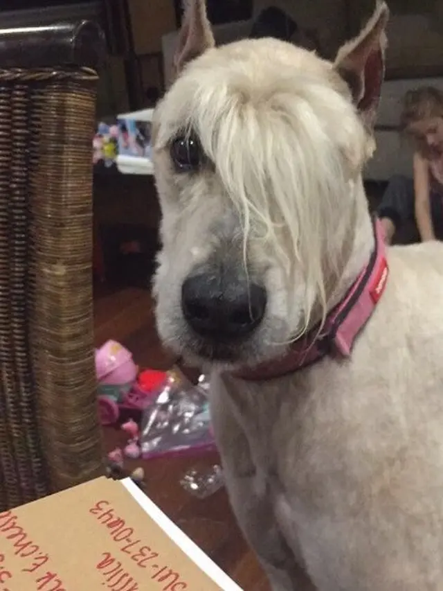 rambut anjing unik