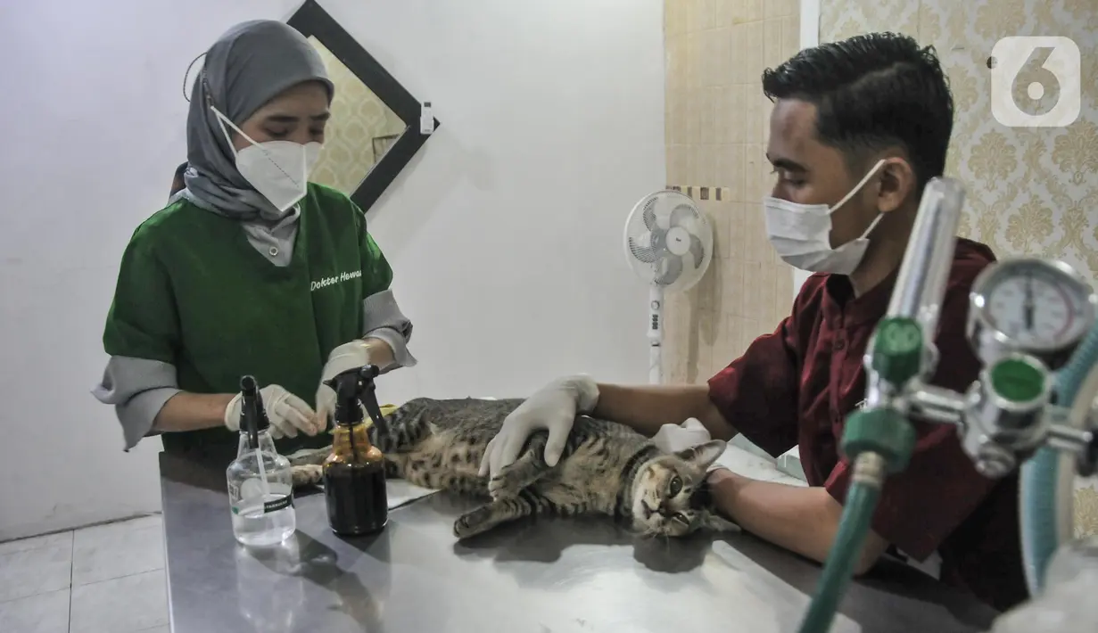 Dokter hewan melakukan sterilisasi kucing peliharaan di Radhiyan Pet and Care, Rawamangun, Jakarta Timur, Senin (20/6/2022). Dinas KPKP DKI Jakarta dan klinik hewan dan komunitas pecinta kucing menggelar pemeriksaan hewan peliharaan seperti vaksin rabies dan sterilisasi secara gratis menyambut HUT ke-495 Jakarta. (merdeka.com/Iqbal S. Nugroho)