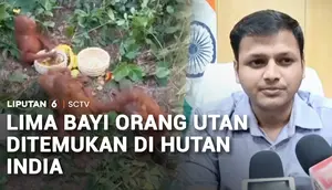 Lima Bayi Orang Utan Ditemukan di Hutan India