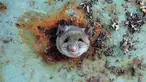 Seekor tikus saat terjebak di sebuah lubang bagian bawah tong sampah di Brooklyn, New York, Amerika Serikat, (18/10). Tikus tersebut terlihat kesusahan melepaskan diri dari lubang tong sampah. (REUTERS/Lucas Jackson)