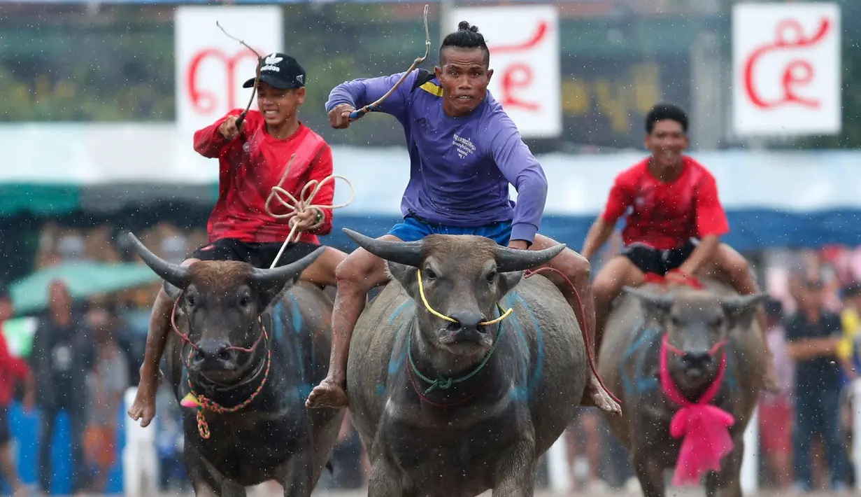 Sejumlah joki saat bersaing pada festival lomba balap kerbau di Chonburi, Bangkok, Thailand  (16/7). Festival tahunan di Thailand ini merupakan tradisi untuk menyambut datangnya musim panen padi. (AP Photo/Sakchai Lalit)