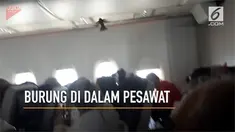 Seekor burung terlihat terbang di dalam pesawat yang sedang dalam perjalanan.
