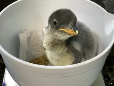 Seekor bayi penguin hendak ditimbang bobotnya di Sea Life Aquarium Sydney di Sydney, Australia (6/11/20202). Pihak akuarium tersebut mengumumkan kelahiran bayi penguin Gentoo pada Minggu (22/11). (Xinhua)