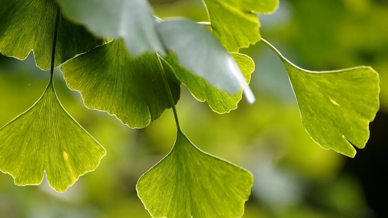 Ginko Biloba