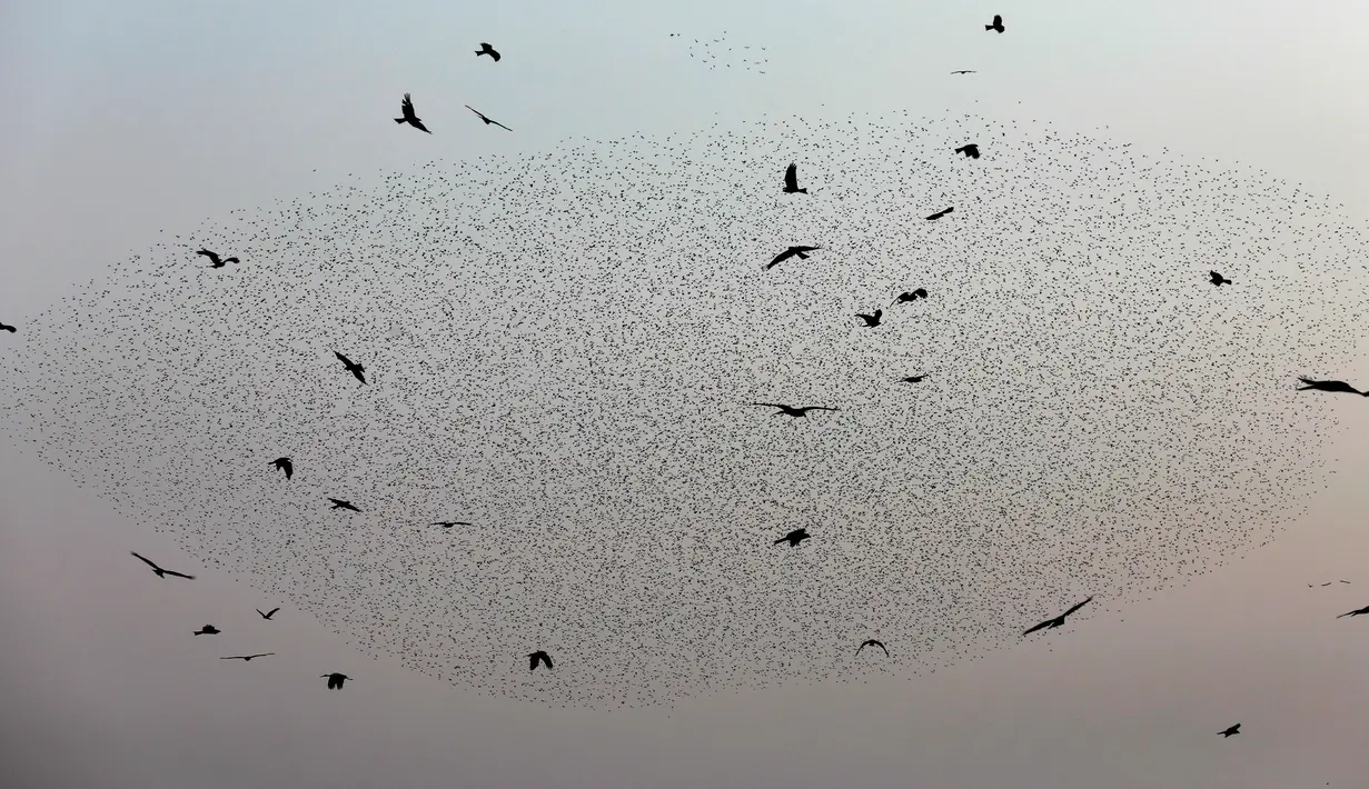 Burung-burung jalak terbang berkelompok membentuk pola sebelum hinggap untuk beristirahat di wilayah Jordania, Tepi Barat r pada 2 Januari 2020. Fenomena ini disebut murmuration, yakni ketika kawanan besar burung migran membentuk pola penerbangan. (MENAHEM KAHANA/AFP)