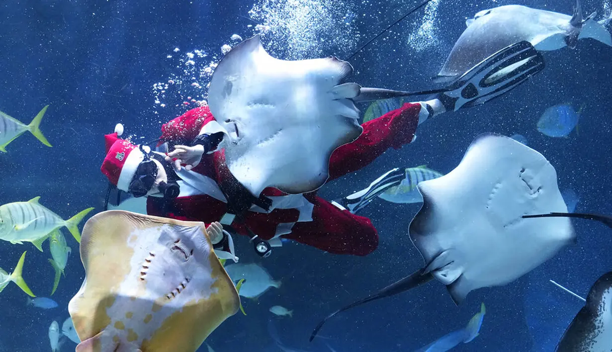 Seorang penyelam yang mengenakan pakaian Sinterklas berenang pada acara untuk mempromosikan liburan Natal di Coex Aquarium, Seoul, Korea Selatan, Jumat (3/12/2021). Natal adalah salah satu hari libur terbesar yang dirayakan di Korea Selatan. (AP Photo/Ahn Young-joon)