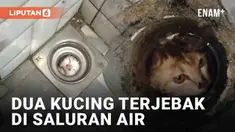 Insiden kucing terjebak kembali terjadi. Awalnya seekor kucing putih terekam mengeong dari balik lubang saluran air kamar mandi. Ia tak bisa keluar lantaran lubang tak cukup untuk dilewati kepalanya. Tuan rumah baru menyadari ada satu ekor kucing ora...