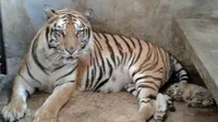 Penjaga baru tahu harimau Benggala koleksi taman rekreasi hamil setelah paginya melahirkan anak. (Liputan6.com/Muhamad Ridlo)