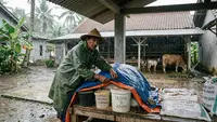 Cara Menjaga Pakan Ternak Saat Musim Hujan agar Tetap Aman dan Berkualitas