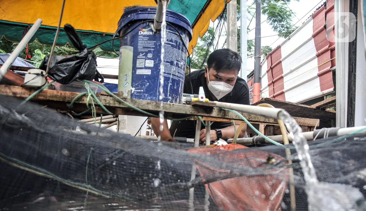 Devti (33) melakukan perawatan di kolam budi daya ikan Samawa Fish, Pondok Kelapa, Jakarta, Selasa (15/2/2022). Dengan bermodalkan sebuah kolam, kini Samawa Fish telah berkembang menjadi 11 kolam berisi ikan nila, lele, mas, bawal, patin, hingga gurame. (merdeka.com/Iqbal S. Nugroho)