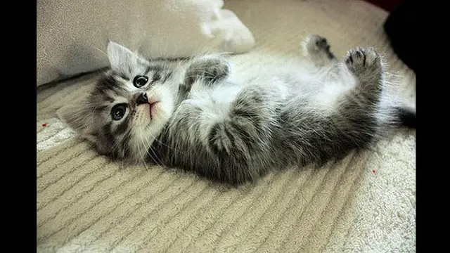 Foto: copyright theberry.com