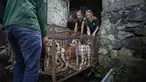 Aktivis Humane Society International (HSI) mengangkut kandang anjing yang akan dijual di rumah potong hewan di Tomohon, Sulawesi Utara, Jumat (21/7/2023). (AP Photo/Mohammad Taufan)