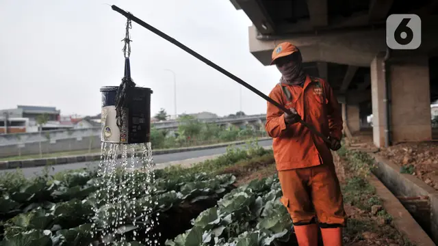 Berkebun Sayur di Tengah Pandemi