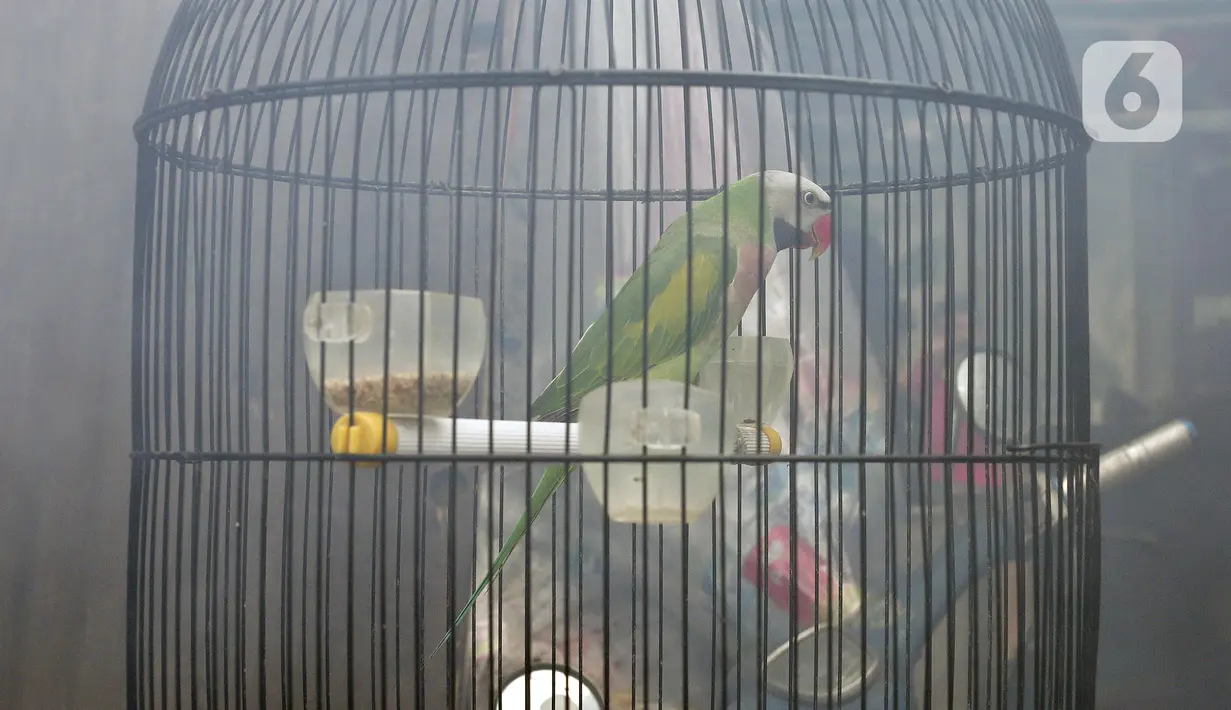 Burung berada dalam sangkar saat petugas melakukan pengasapan atau fogging untuk membasmi nyamuk demam berdarah dengue (DBD) di perumahan warga di Jakarta, Sabtu (11/4/2020). Fogging dilakukan sebagai langkah pengendalian vektor nyamuk DBD. (Liputan6.com/JohanTallo)