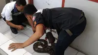 Warga Desa Bojongkulur, Kecamatan Gunungputri, Bogor, menangkap ular piton di pemukiman. (Liputan6.com/Achmad Sudarno)