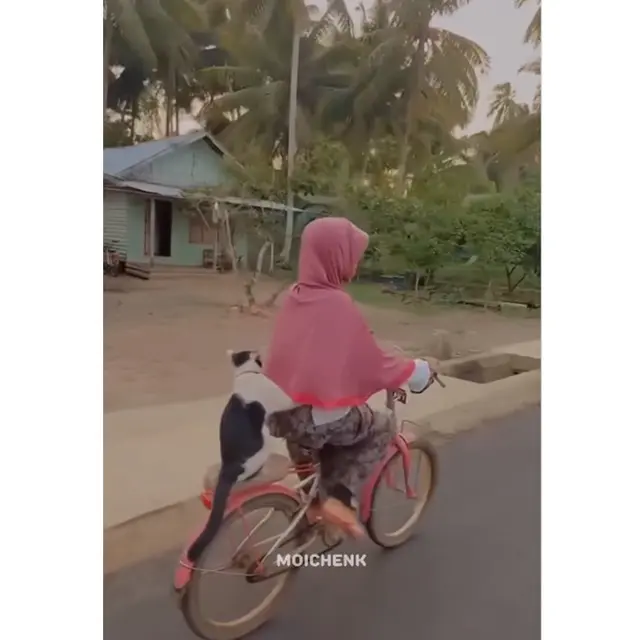 6 Potret Kucing Dibonceng Pakai Sepeda Ini Bikin Gemas, Anteng Banget