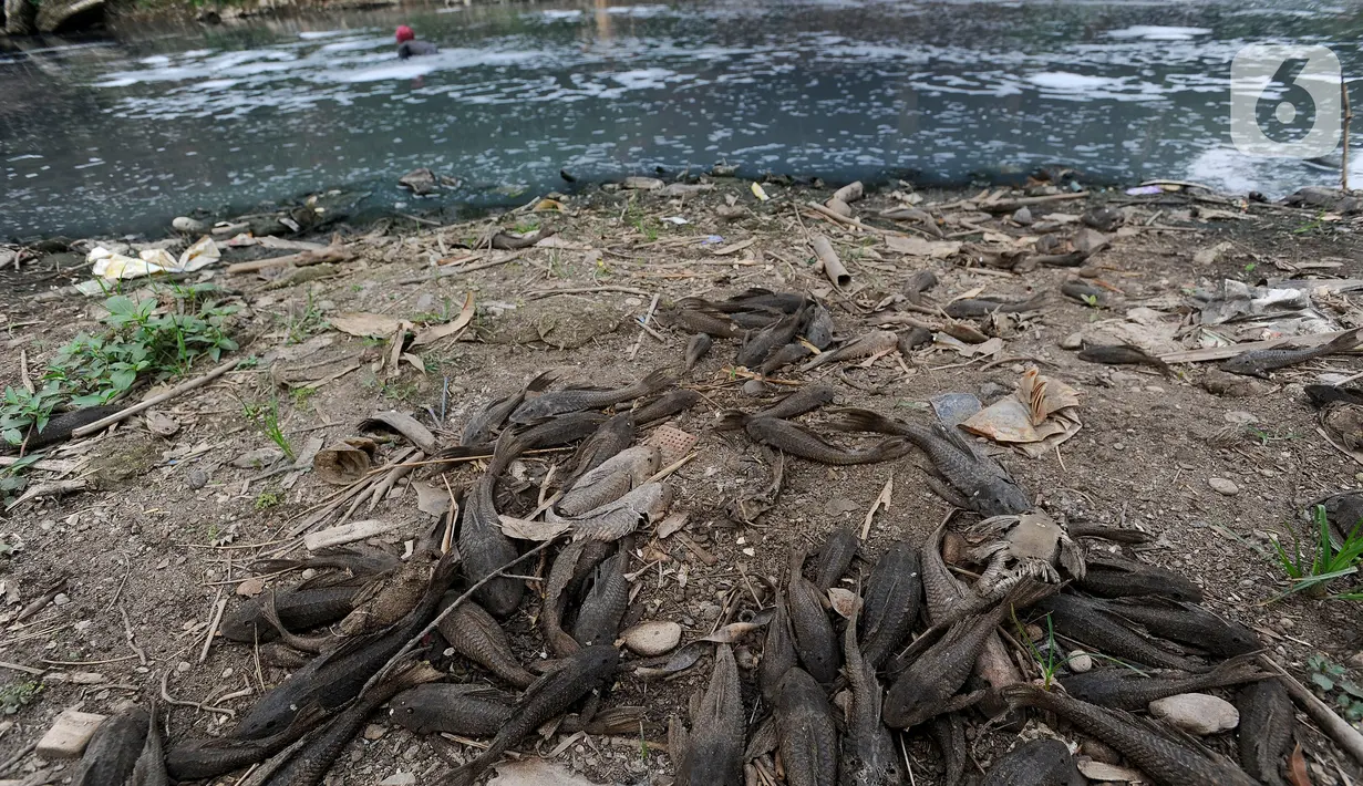 Sejumlah ikan mati akibat tercemar limbah pabrik di kawasan Angsana, Gunung Putri, Bogor, Minggu (27/08/2023). (merdeka.com/Arie Basuki)