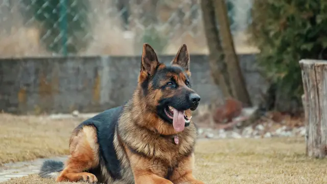German Shepherd