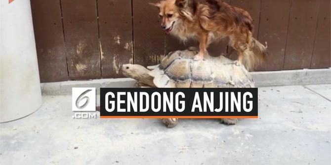 VIDEO: Viral, Aksi Kura-Kura Gendong Anjing
