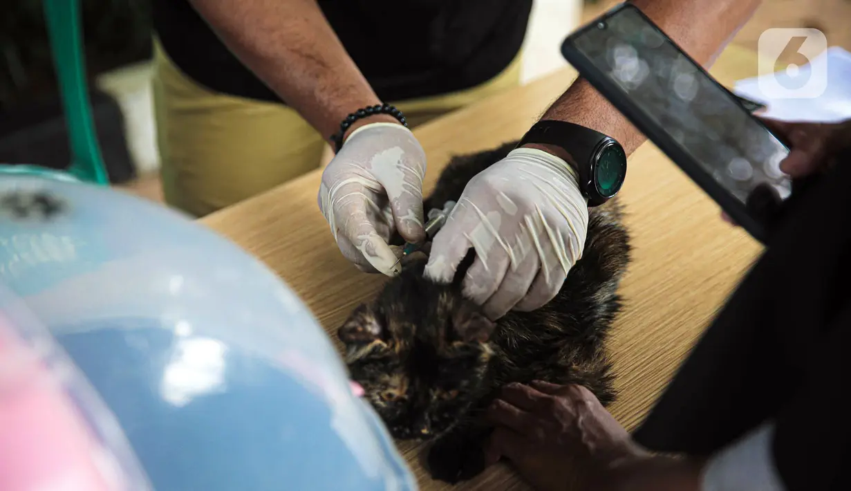 Paramedis Puskeswan DKP3 Jakarta Selatan menyuntikkan vaksin antirabies kepada kucing saat vaksinasi secara gratis di kawasan Tebet, Jakarta, Selasa (16/11/2021). Vaksinasi juga dilakukan agar Provinsi DKI Jakarta bebas rabies. (Liputan6.com/Faizal Fanani)