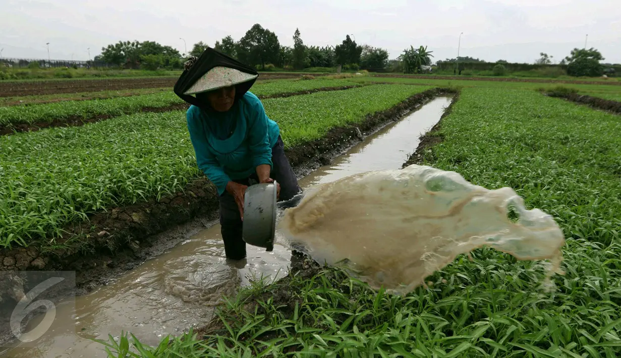 Petani menyiram tanaman di area belakang Bandara Soekarno-Hatta, Tangerang, Jumat (6/1). Warga mengaku hasil tani tersebut selain untuk dikonsumsi sendiri juga untuk dijual. (Liputan6.com/Angga Yuniar)