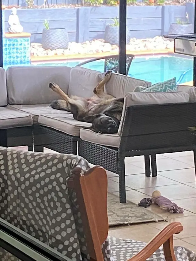 8 Pose Nyeleneh Hewan Peliharaan saat Tidur Ini Bikin Geleng kepala