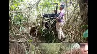 Satgas penanganan harimau Sumatera memasang kadang jebak di Taman Nasional Bukit Barisan Selatan (TNBBS), Lampung Barat. Foto : (Istimewa)