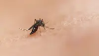 Deadly Animals: 5 Most Deadly Creatures to Humans