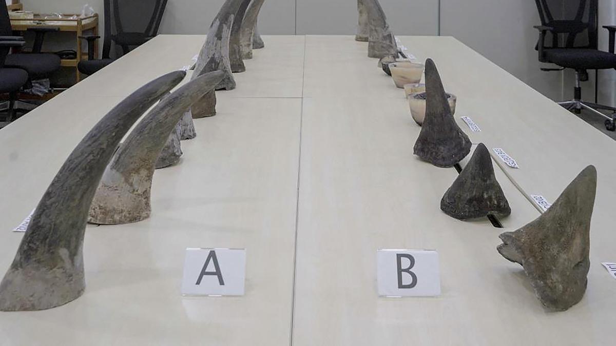 Pria Afrika Selatan Nekat Selundupkan Cula Badak 34,7 Kg via Bandara Changi, Jumlah Terbesar dalam Sejarah Singapura