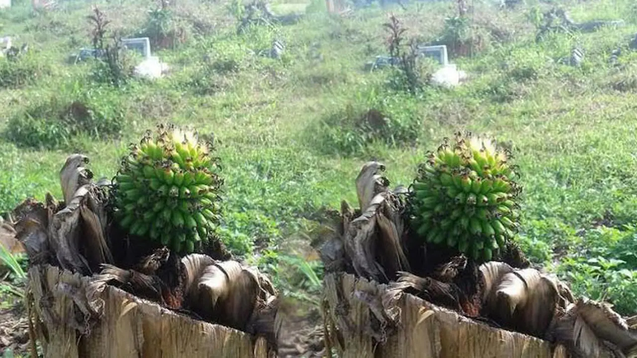 Pohon Pisang