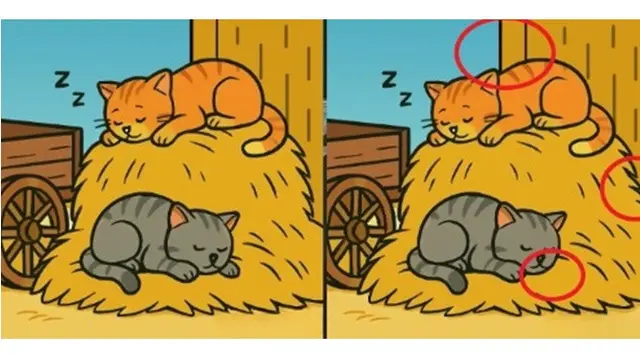 Temukan 3 Perbedaan Kucing Tidur di Jerami dalam 29 Detik, Bikin Mikir Keras