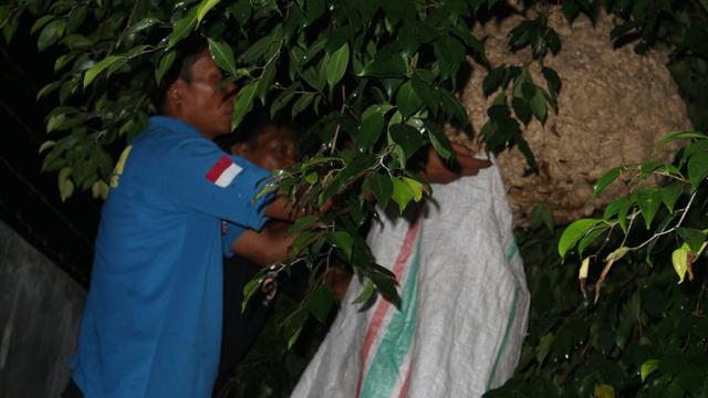 Tim Operasi Tangkap Tawon  atau OTT Tagana Banyumas mengevakuasi sarang tawon Gajah di Pemalang. (Foto: Liputan6.com/Tagana Banyumas/Muhamad Ridlo)