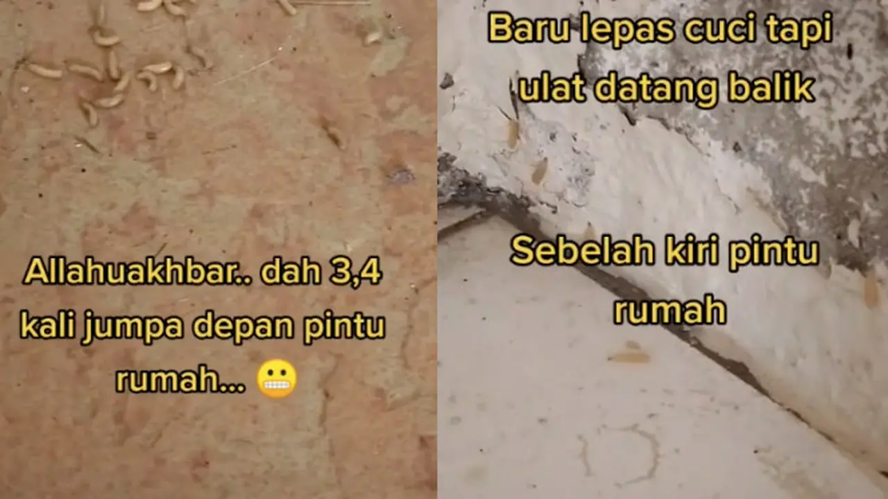 Ulat Belatung Terus Bermunculan di Rumah Wanita Ini, Diduga Ada Praktek Ilmu Hitam